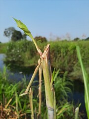 Plantation method of napier grass where two nodes are buried inside the soil and one node is...