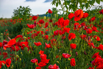 poppy field