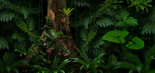 Tropical rainforest with big trees