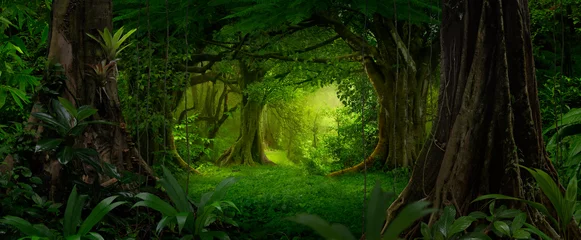 Fotobehang Bosweg Tropical rainforest with big trees