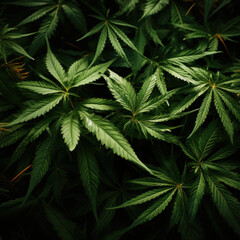Fototapeta na wymiar Green cannabis leaves on dark background. Medical marijuana bush