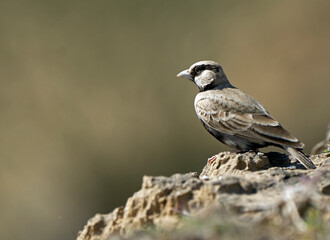 ashy crowned sparrow lark on the ground