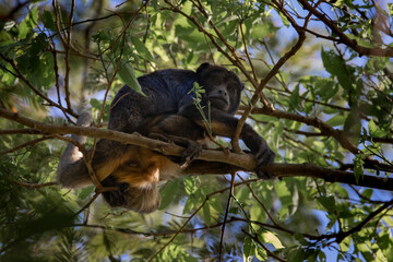 Brazilian Wildlife is very beautiful have many species with colorful variables. Are apes, lizards, mammals, felins, caimans, cats, bats and many others.