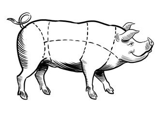 Hand-drawn illustration of a butcher's pig chart