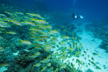 Fototapeta na wymiar Fischschwarm - Indischer Schnapper - Rotes Meer