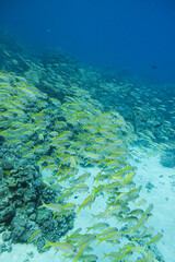 Fischschwarm - Indischer Schnapper - Rotes Meer