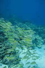 Fototapeta na wymiar Fischschwarm - Indischer Schnapper - Rotes Meer