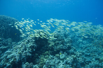 Fischschwarm - Indischer Schnapper - Rotes Meer