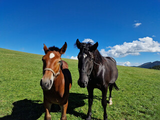 Fototapeta premium black horse mother and brown stallion grazing in a mountain meadow