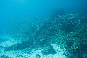Fototapeta na wymiar Fischschwarm, Indischer Schnapper, Rootes Meer