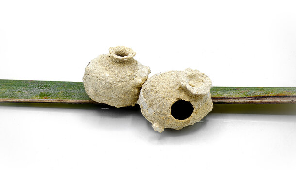 tiny, clay pot pottery the handiwork of a Potter Wasp - Eumenes sp - nest or home - isolated on white background top side profile view on palm frond. small rounded jug like nests out of clay