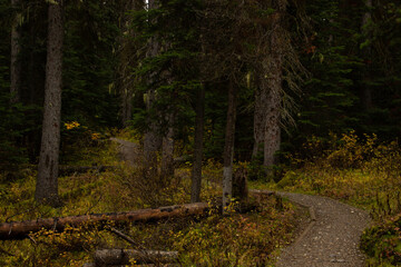 Fototapeta na wymiar Roads along the trails of Canada