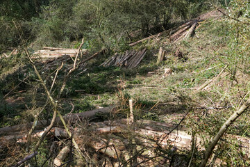 Obraz premium Felled wood after clear-cutting in the Eifel