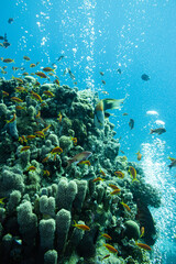 Naklejka na ściany i meble Fahnenbarsche Rotes Meer - Unterwasser Korallen Riff