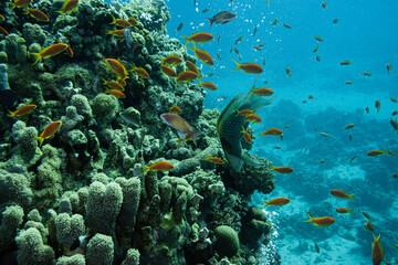 Fahnenbarsche Rotes Meer - Unterwasser Korallen Riff