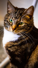 Funny playful angry watching Black brown white cat with big green sparkling eyes sitting  on a home floor 