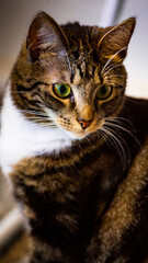 Funny playful Black brown white cat with big green sparkling eyes sitting  on a home floor 