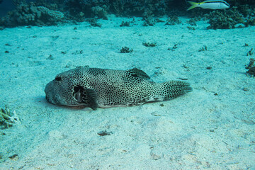  Wei&szlig;flecken-Kugelfisch (Arothron hispidus) 