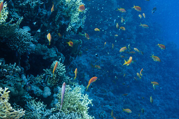 Naklejka na ściany i meble Fahnenbarsch Rotes Meer - Unterwasser Korallen Riff