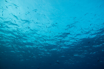 Kleine Fische unter Wasser an der Oberfläche - obrazy, fototapety, plakaty