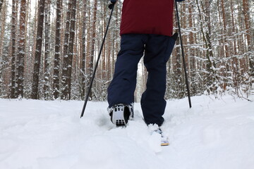 A man in a ski suit goes recreational skiing on the first snow in a pine forest