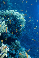 Fototapeta na wymiar Fahnenbarsch im roten Meer - Korallenriff
