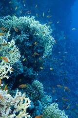 Fahnenbarsch Rotes Meer - Unterwasser Korallen Riff