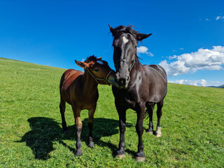 Fototapeta premium black horse mother and brown stallion grazing in a mountain meadow