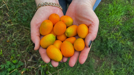 Kumquat fruits picked from the tree in the woman's hand. In Turkish it is called 