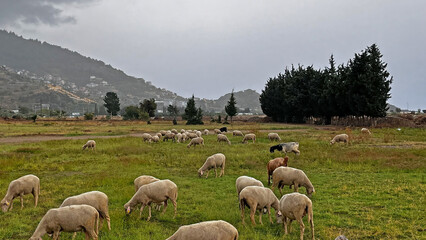Sheep grazing in a garden in rainy and cloudy weather.