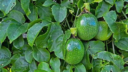 Passiflora edulis, commonly known as passion fruit, growing on a tree. The picture shows the leaves...