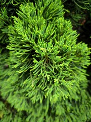 Ornamental cypress tree Chinese juniper, Juniperus chinensis L. 