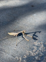 Gray brownish Carolina mantis, Stagmomantis Carolina, walking on street road with spiny legs, antennae, eye, head, and mouth detail with shadow from sunlight