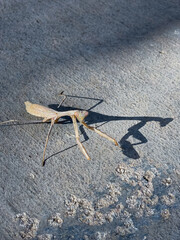 Gray brownish Carolina mantis, Stagmomantis Carolina, walking on street road with spiny legs, antennae, eye, head, and mouth detail with shadow from sunlight