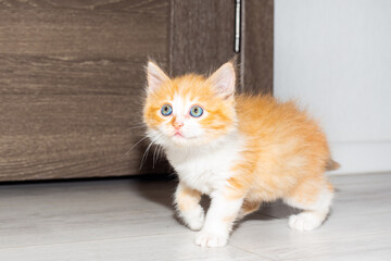 A small red kitten with blue eyes is running around the house, cute pets