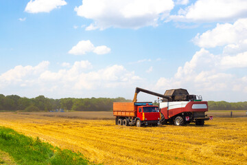 A combine harvester in a wheat field loads grain into a grain truck. Grain harvest - obrazy, fototapety, plakaty