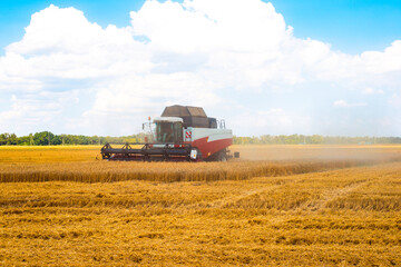 Fototapeta premium Harvester rides through the field and collects ripe wheat on a sunny autumn day