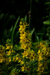 Yellow wild bellflowers on a green background in a natural environment