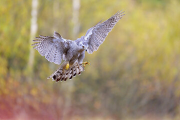 A goshawk on a clearing near the forest hunting.