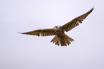 saker falcon flies in the autumn landscape