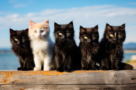 Lineup of five fluffy kittens perched side by side on a wooden ledge