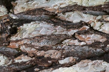 Close-up of tree bark surface