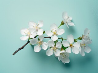 Fototapeta premium Stunning Elegance: A Solo White Cherry Blossom on Vibrant Turquoise Canvas Generative AI