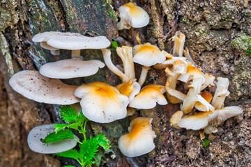 A group of poplar mushrooms on the rotting trunk of a tree.