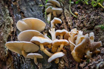 A group of poplar mushrooms on the rotting trunk of a tree.