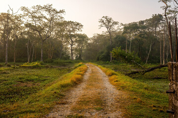 A dirt path leads through a dense forest, bathed in the soft golden light of sunrise, inviting a sense of exploration and adventure