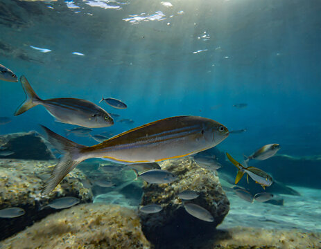 under sea photo, fish swim in the water; underwater photography