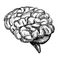Sketch style human brain. Hand drawn brain with hatching. Engraving style. Anatomical illustration. Isolated black and white vector brain. Lateral view
