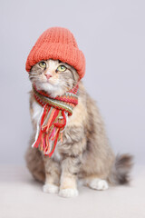 Cute Cat in a orange cap and scarf on a light background. Cat with green eyes. Kitten ready for cold spring. Lovely Kitten dressed in a knitted hat. Pet care. Clothing for animal. Cat looks up