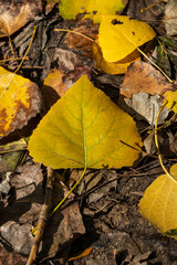 Fallen leaves on the ground